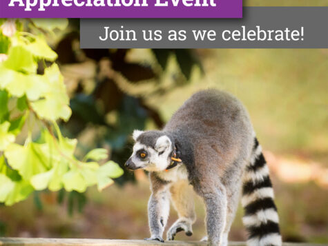 Portrait oriented photo of a ring-tailed lemur on a wooden railing. It's looking to the left with one purple and one gray banner above it. Those banners read "2018 Donor Appreciation Event" and "Join us as we celebrate!"